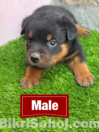 Rottweiler puppies